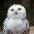 Snowy_Owl