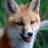 foxi Member Profile