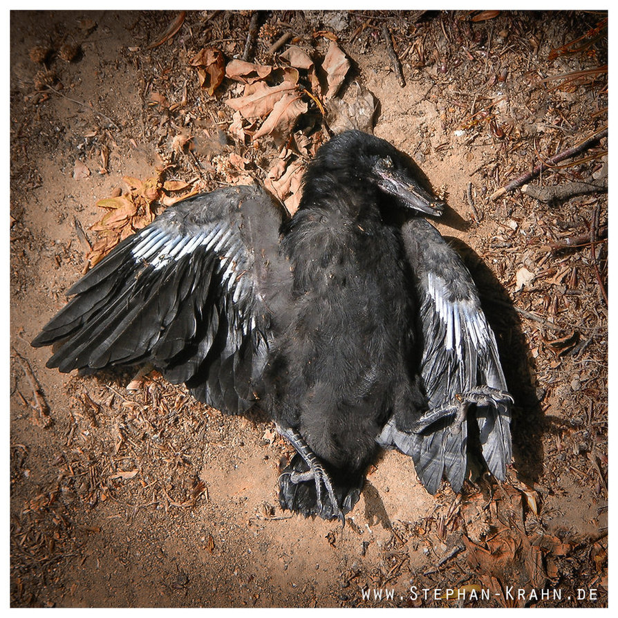 Мертвая ворона фото