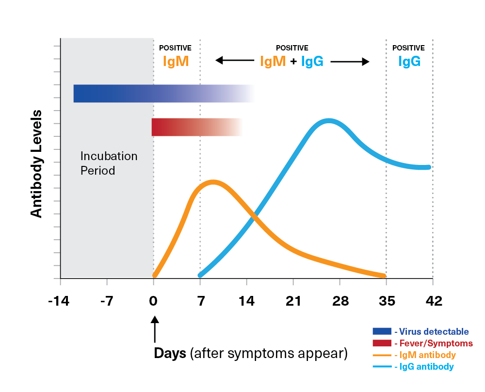 Igg. Covid 19 antibody Test. Антитела IGM. Количество антител IGM. График IGM IGG Covid.